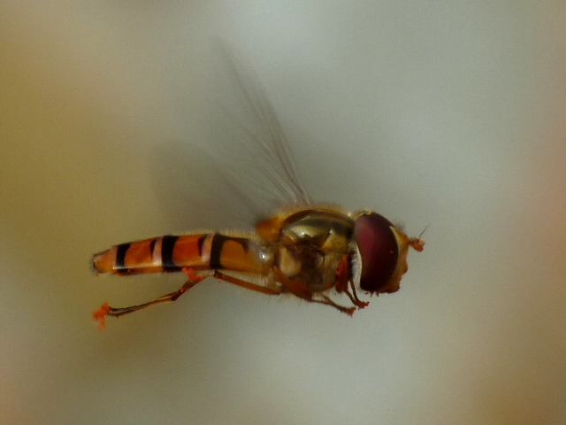 in volo 1
